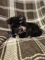 Mickey, a male Yorkipoo for sale in Port Saint Lucie, FL – Photo 1 of 2