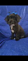 Darth, a male Yorkipoo for sale in Port Saint Lucie, FL – 3 of 4