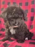 Darth, a male Yorkipoo for sale in Port Saint Lucie, FL – 2 of 4