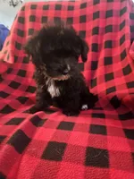 Darth, a male Yorkipoo for sale in Port Saint Lucie, FL – 3 of 4