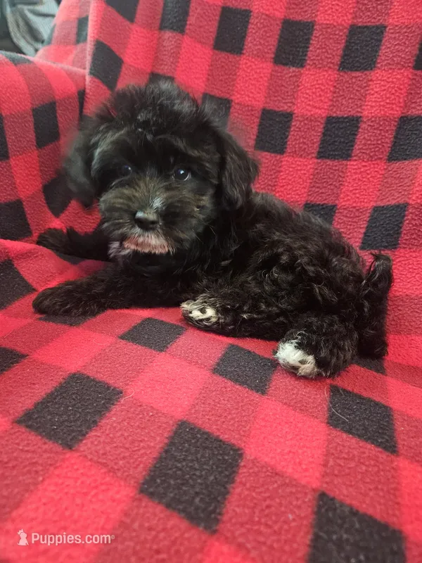 Darth – Yorkipoo puppy for sale in Port Saint Lucie, FL