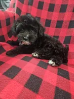 Darth, a male Yorkipoo for sale in Port Saint Lucie, FL – 1 of 4