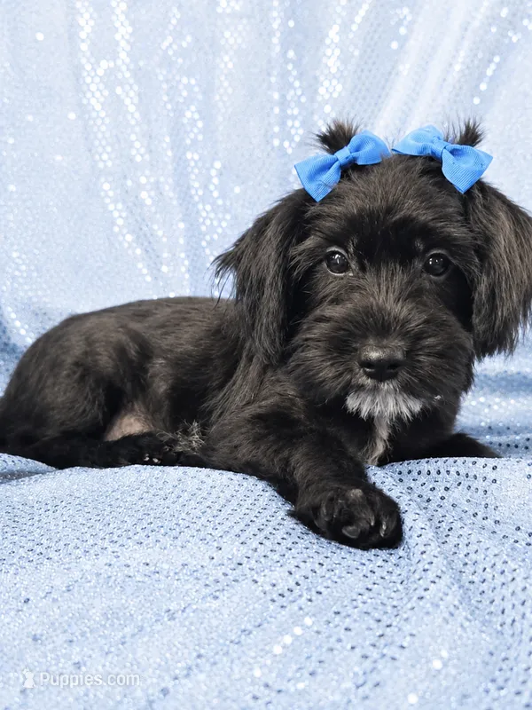 Darth – Yorkipoo puppy for sale in Port Saint Lucie, FL