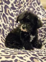 Luna, a female Yorkipoo for sale in Port Saint Lucie, FL – Photo 1 of 4