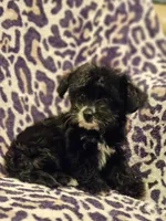 Luna, a female Yorkipoo for sale in Port Saint Lucie, FL – Photo 3 of 4