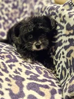 Luna, a female Yorkipoo for sale in Port Saint Lucie, FL – Photo 2 of 4