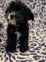 Luna, a female Yorkipoo for sale in Port Saint Lucie, FL – Photo 4 of 4