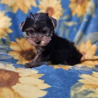 CKC Daisy , a female Yorkshire Terrier for sale in Port Saint Lucie, FL – Photo 5 of 6