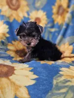 CKC Daisy , a female Yorkshire Terrier for sale in Port Saint Lucie, FL – Photo 2 of 3