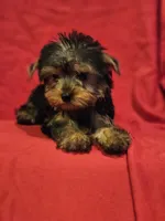 CKC Daisy , a female Yorkshire Terrier for sale in Port Saint Lucie, FL – Photo 2 of 6