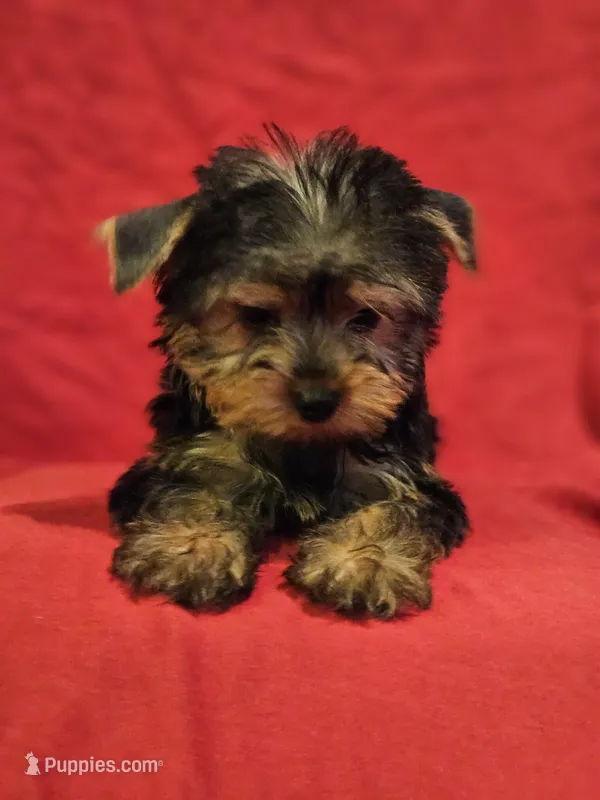 CKC Daisy  – Yorkshire Terrier puppy for sale in Port Saint Lucie, FL
