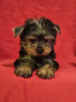 CKC Daisy , a female Yorkshire Terrier for sale in Port Saint Lucie, FL – Photo 1 of 6
