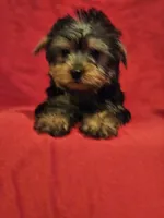 CKC Daisy , a female Yorkshire Terrier for sale in Port Saint Lucie, FL – Photo 3 of 6