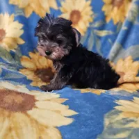 CKC Daisy , a female Yorkshire Terrier for sale in Port Saint Lucie, FL – Photo 4 of 6