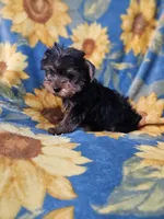 CKC Daisy , a female Yorkshire Terrier for sale in Port Saint Lucie, FL – Photo 1 of 3