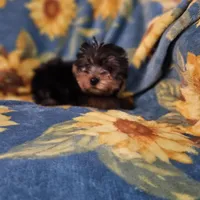 CKC Daisy , a female Yorkshire Terrier for sale in Port Saint Lucie, FL – Photo 6 of 6