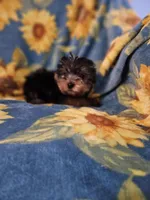 CKC Daisy , a female Yorkshire Terrier for sale in Port Saint Lucie, FL – Photo 3 of 3
