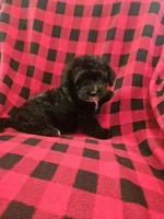 Darth, a male Yorkipoo for sale in Port Saint Lucie, FL – 4 of 4