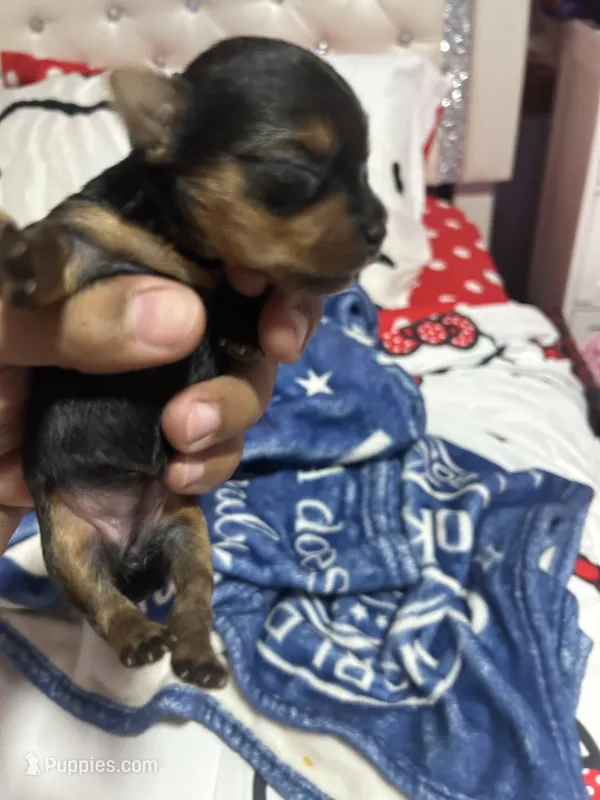 (No name) teacup yorkie  – Yorkshire Terrier puppy for sale in Bloomfield, CT