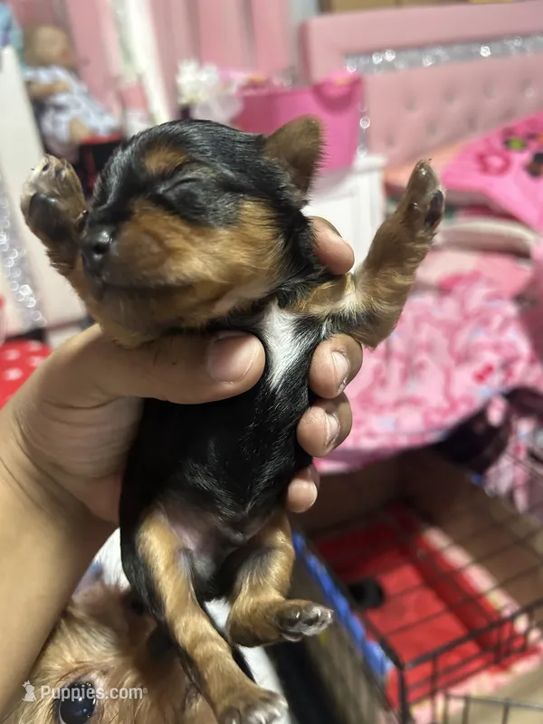 (No name) teacup Yorkie  – Yorkshire Terrier puppy for sale in Bloomfield, CT