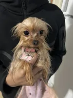 (No name) teacup Yorkie , a female Yorkshire Terrier for sale in Bloomfield, CT – 4 of 4