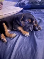 Jr, a male German Shepherd Dog for sale in Smyrna, TN – 2 of 3