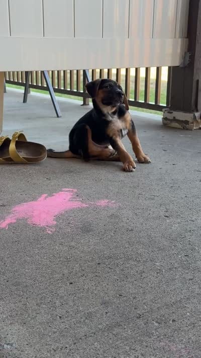 Jr, a male German Shepherd Dog for sale in Smyrna, TN – 3 of 3