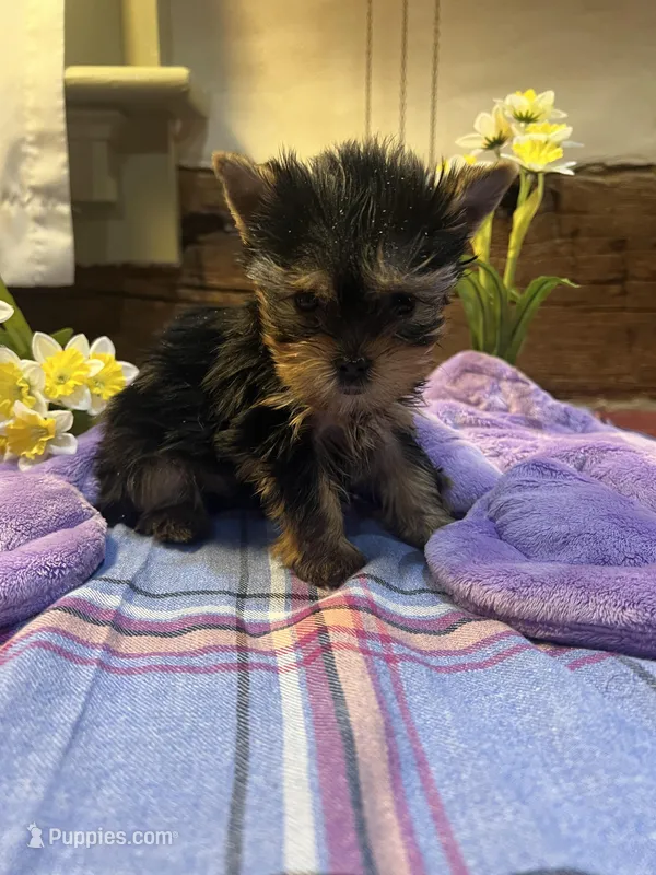 Babe, a male Yorkshire Terrier for sale in Chambersburg, PA – Photo 1 of 1