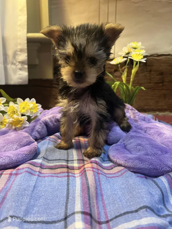 Herby – Yorkshire Terrier puppy for sale in Chambersburg, PA