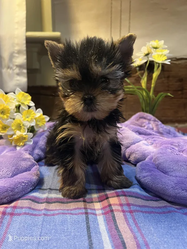 ROMEO – Yorkshire Terrier puppy for sale in Chambersburg, PA
