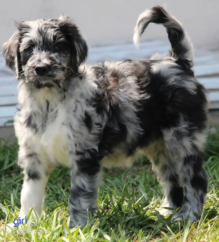 mia – Aussiedoodle puppy for sale in Spring Hill, FL