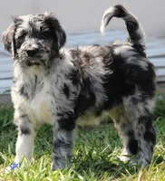 mia, a female Aussiedoodle for sale in Spring Hill, FL – 1 of 1