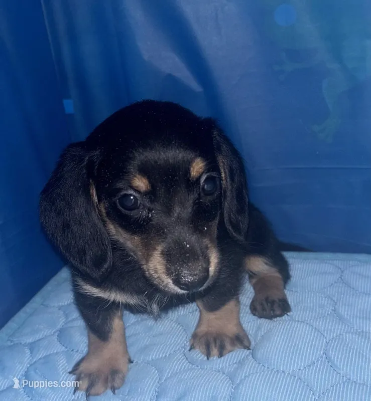 bosley – Miniature Dachshund puppy for sale in Spring Hill, FL