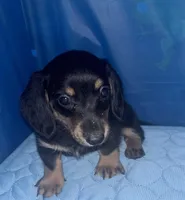 bosley, a male Miniature Dachshund for sale in Spring Hill, FL – 1 of 1