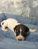 frank, a male Miniature Dachshund for sale in Spring Hill, FL – 1 of 3