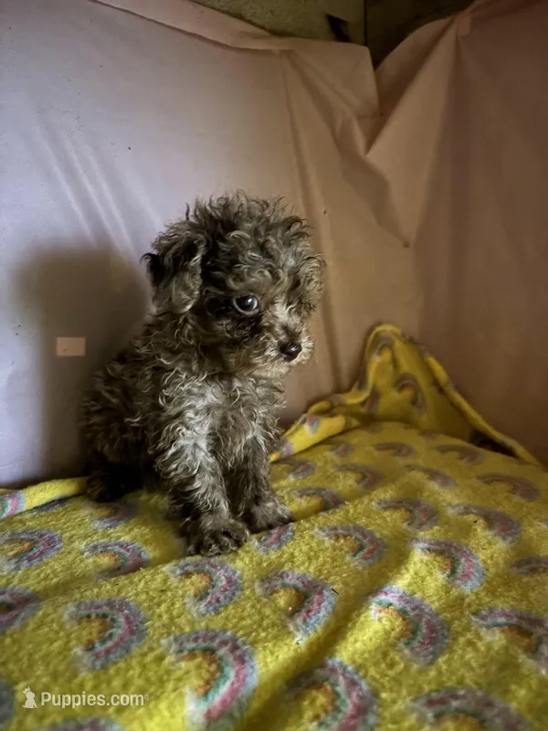 rhonda – Poodle - Miniature  puppy for sale in Spring Hill, FL