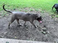 Reynata, a female American Bully for sale in Spring Hill, FL – Photo 3 of 3