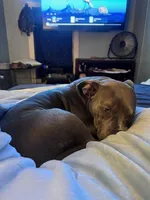 Reynata, a female American Bully for sale in Spring Hill, FL – Photo 2 of 3