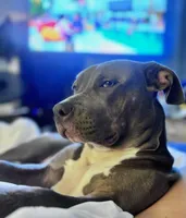 Reynata, a female American Bully for sale in Spring Hill, FL – Photo 1 of 3