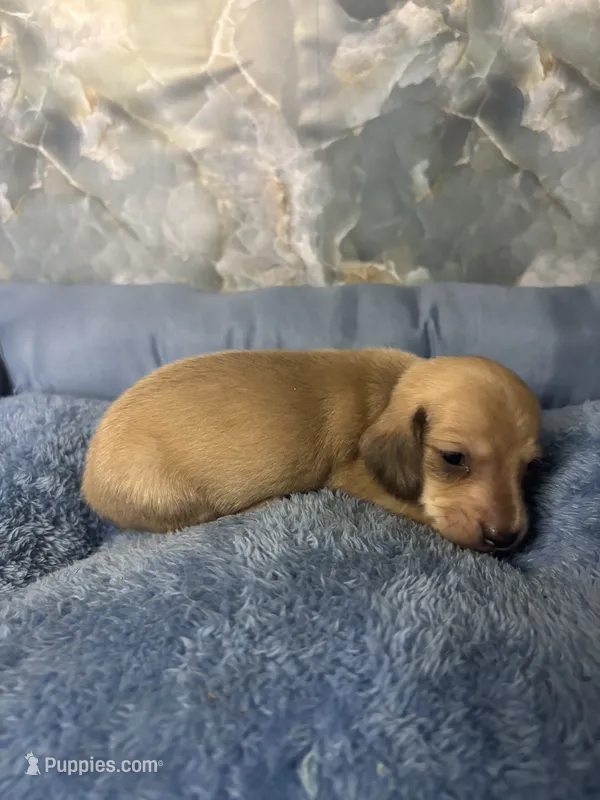 dave – Miniature Dachshund puppy for sale in Spring Hill, FL