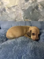 dave, a male Miniature Dachshund for sale in Spring Hill, FL – 1 of 2