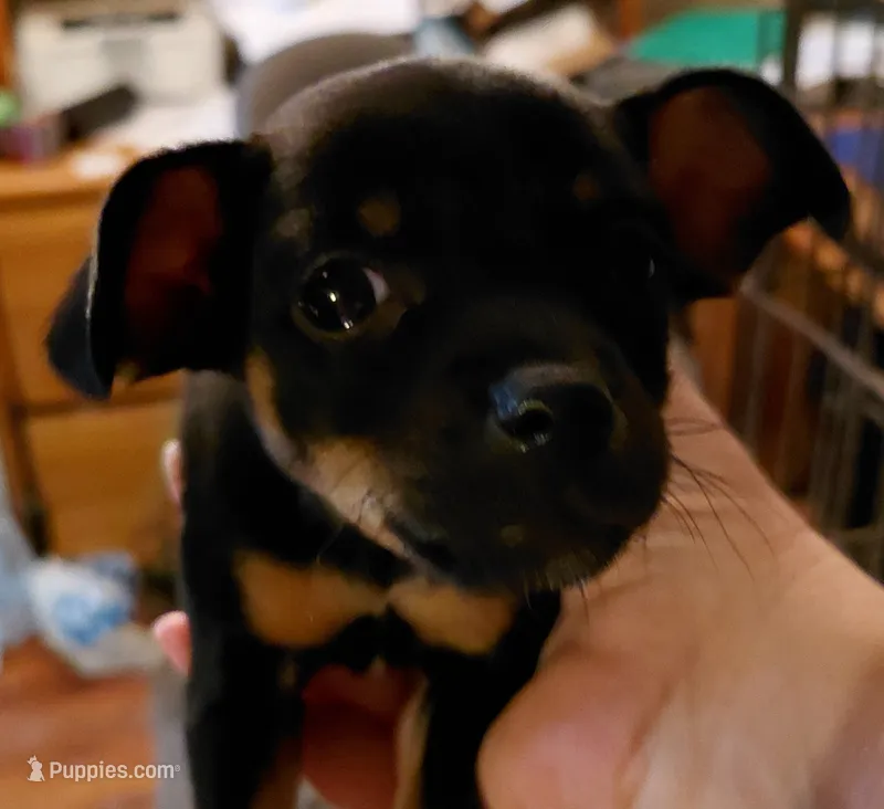 lori – Rat Terrier, Chihuahua puppy for sale in Spring Hill, FL