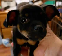 lori, a female Rat Terrier and Chihuahua for sale in Spring Hill, FL – 1 of 1