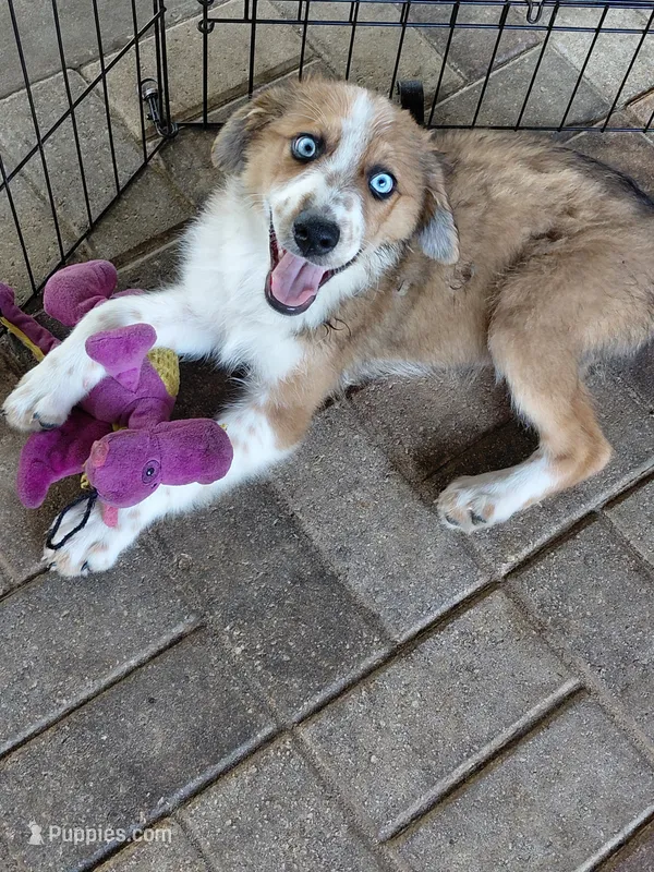 sandy – Australian Shepherd, Poodle - Standard  puppy for sale in Spring Hill, FL