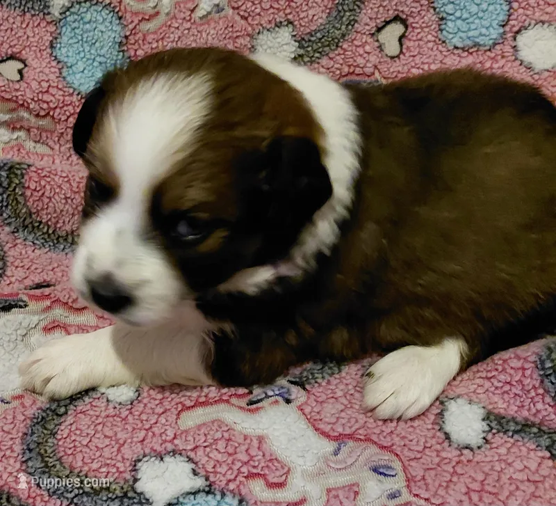 sandy – Aussiedoodle puppy for sale in Spring Hill, FL