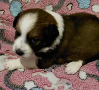 sandy, a female Aussiedoodle for sale in Spring Hill, FL – 2 of 2