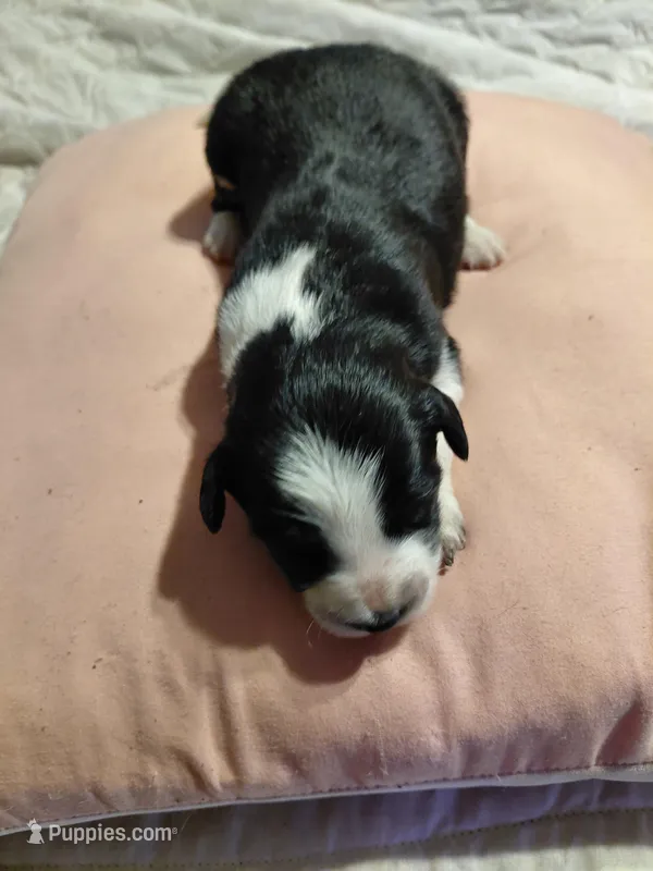 sandy – Aussiedoodle puppy for sale in Spring Hill, FL