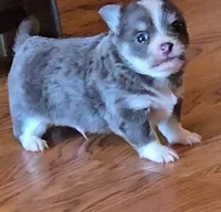 Gucci , a male Chihuahua for sale in Spring Hill, FL – Photo 1 of 4