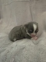 Gucci , a male Chihuahua for sale in Spring Hill, FL – Photo 3 of 4