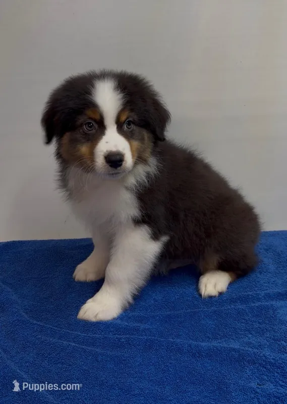 jack – Australian Shepherd puppy for sale in Spring Hill, FL